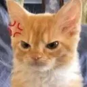 angycat