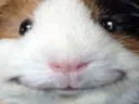 grinnypig grinnypig