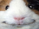 :grinnypig: