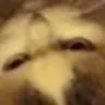 slotrnewleafluliguess