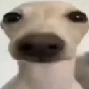 zz