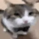 uhwhat