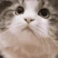 catyepyep