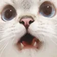 catwow
