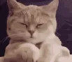cathappypleased