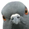 NigelStare