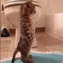 standingcat