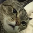 CatStareGoWashYourBalls