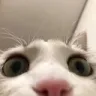 cat_olha