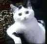 cat_eoq