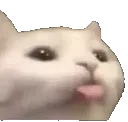 ac_cat_bwep