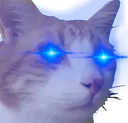 blueeyescatto