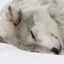 Wolfsleep