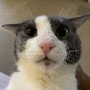 sog_stare