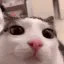 catblink