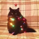 Christmas_Floof2 Discord Emoji