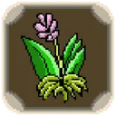 :Herboriste: Herboriste
