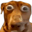 HUHDOG