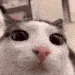 blinkingcat