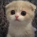 Masoom