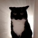 UniStare