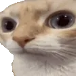 kotuhh