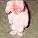 sadcat Discord Emoji