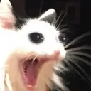 Catastrophe_SurprisedCat Discord Emoji