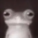 wtfrog