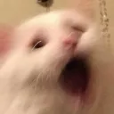 shooked shooked