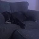 dogsleep