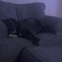 dogsleep Discord sticker from SCP Foundation
