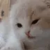 periodt_yCatLick periodt_yCatLick