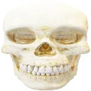 Skulling