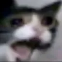 meow