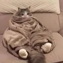 cat_comfy Discord Emoji
