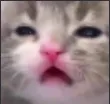 AG_CatFrown Discord Emoji