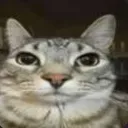 flabbercat