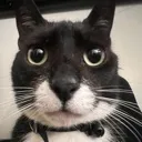 whattheflip whattheflip