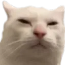 Sus