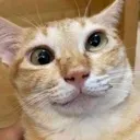 Derpycat Discord Emoji