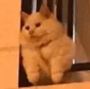 catwait
