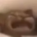 cat_cry