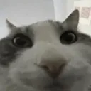 cat_hi