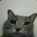 catwhat