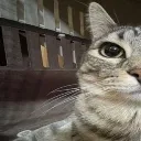 cat1