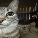 cat2 cat2