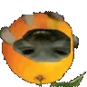 australiaxddorange