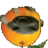 australiaxddorange