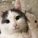 fren fren